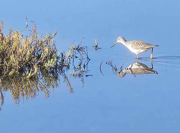 Plip the Elusive Plip